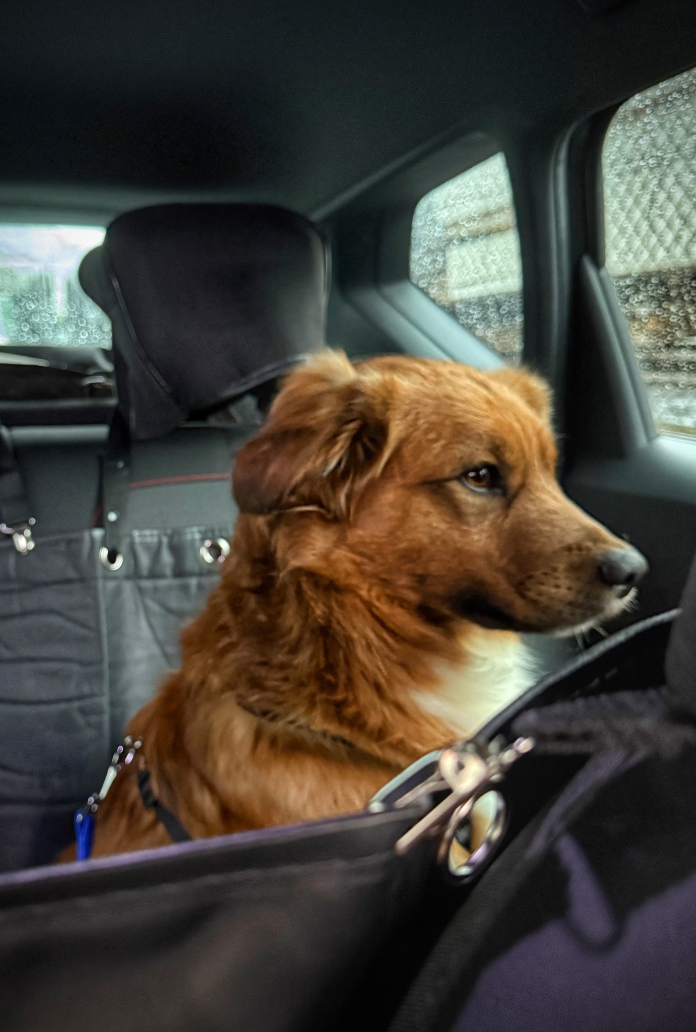 Viaggio dal veterinario