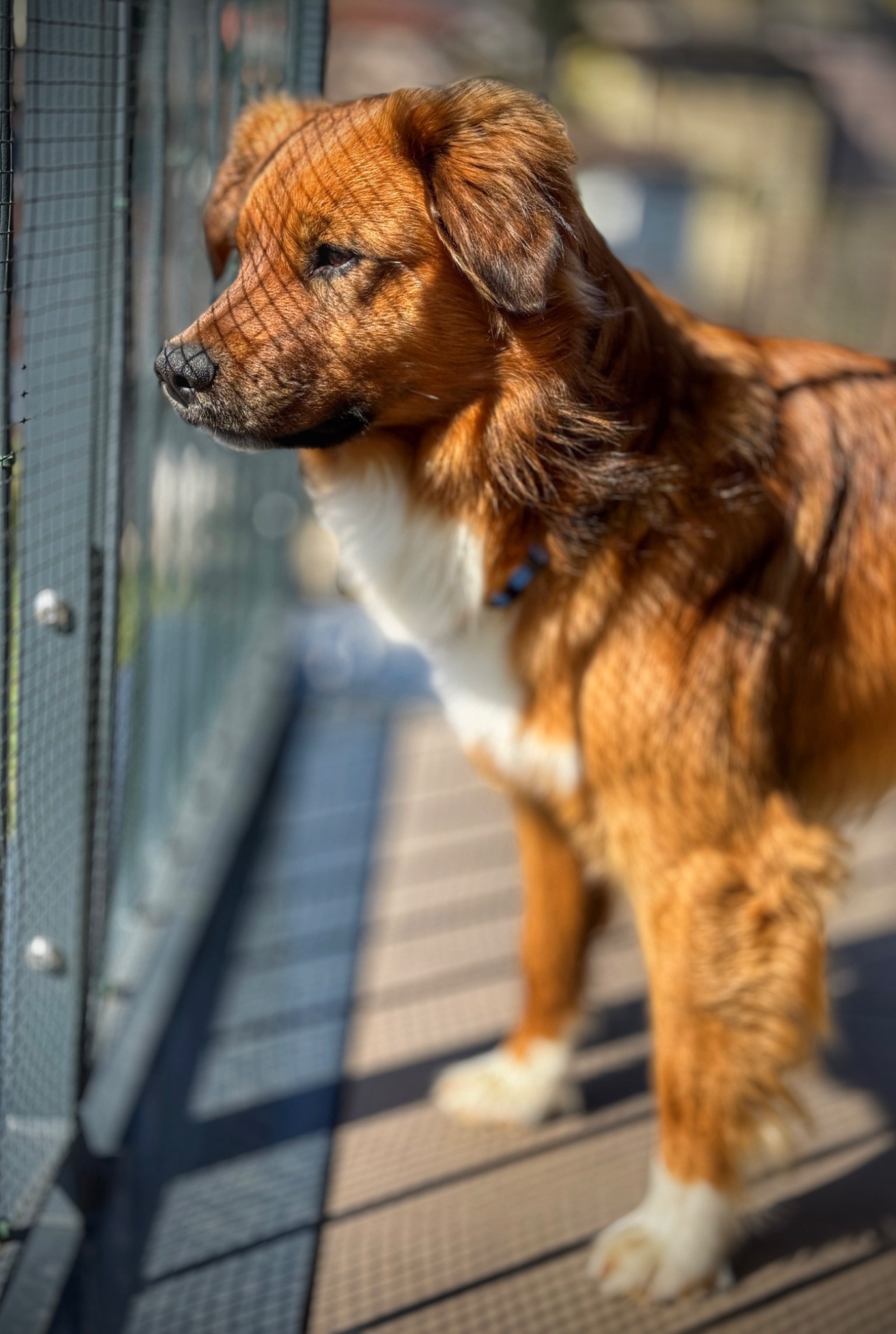 Si scruta dalla terrazza