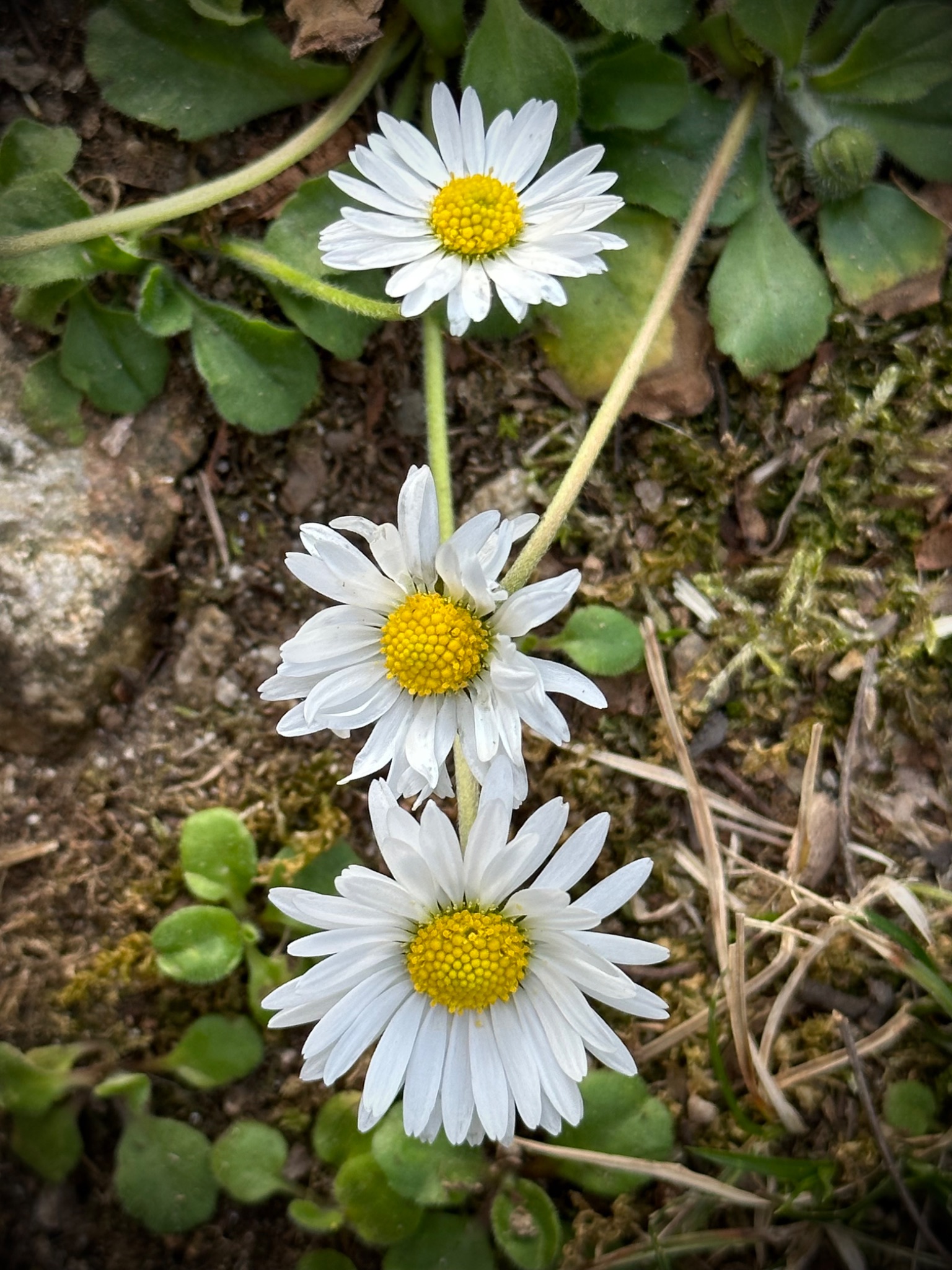 Bellis perennis