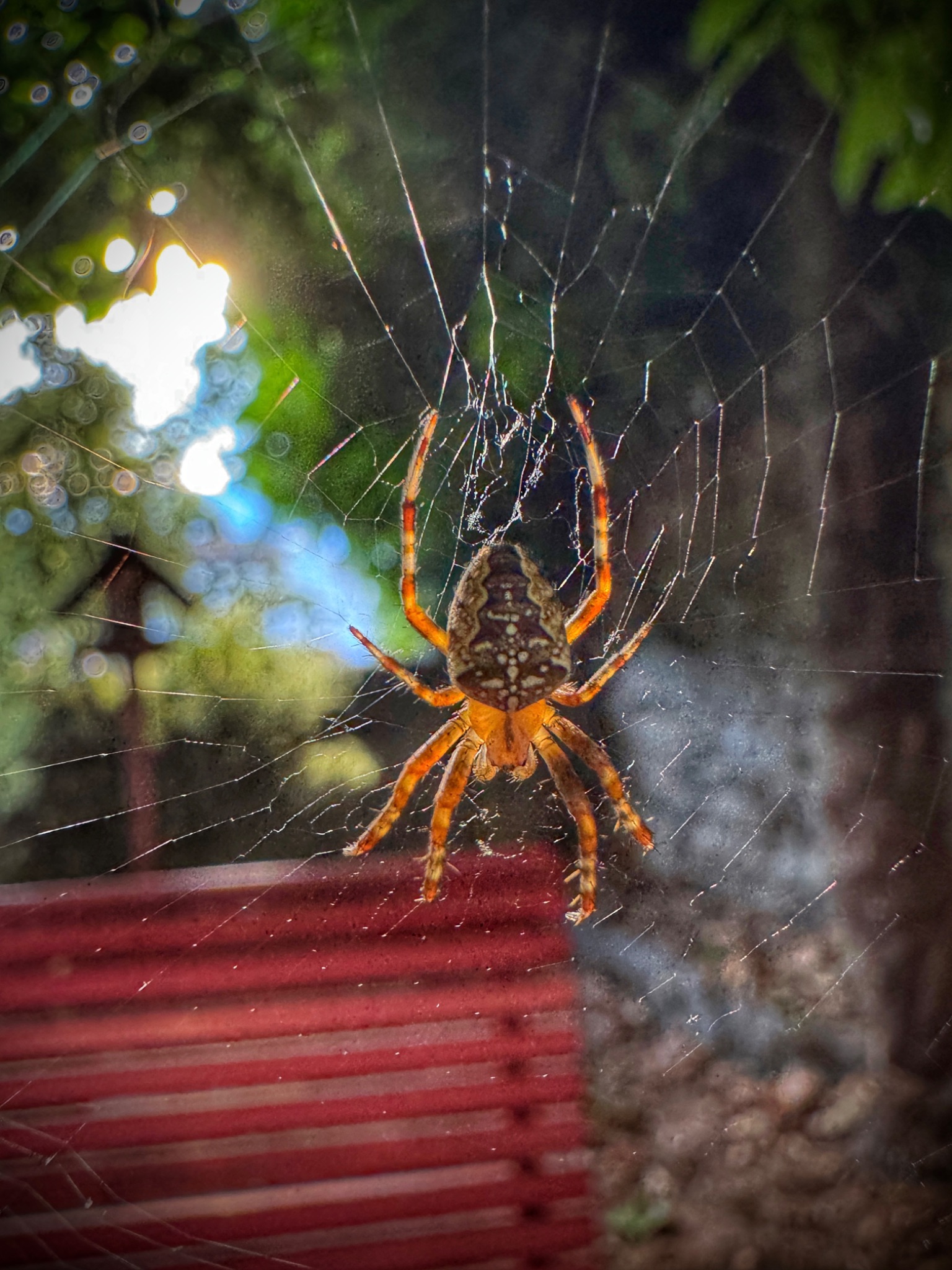 Araneus diadematus