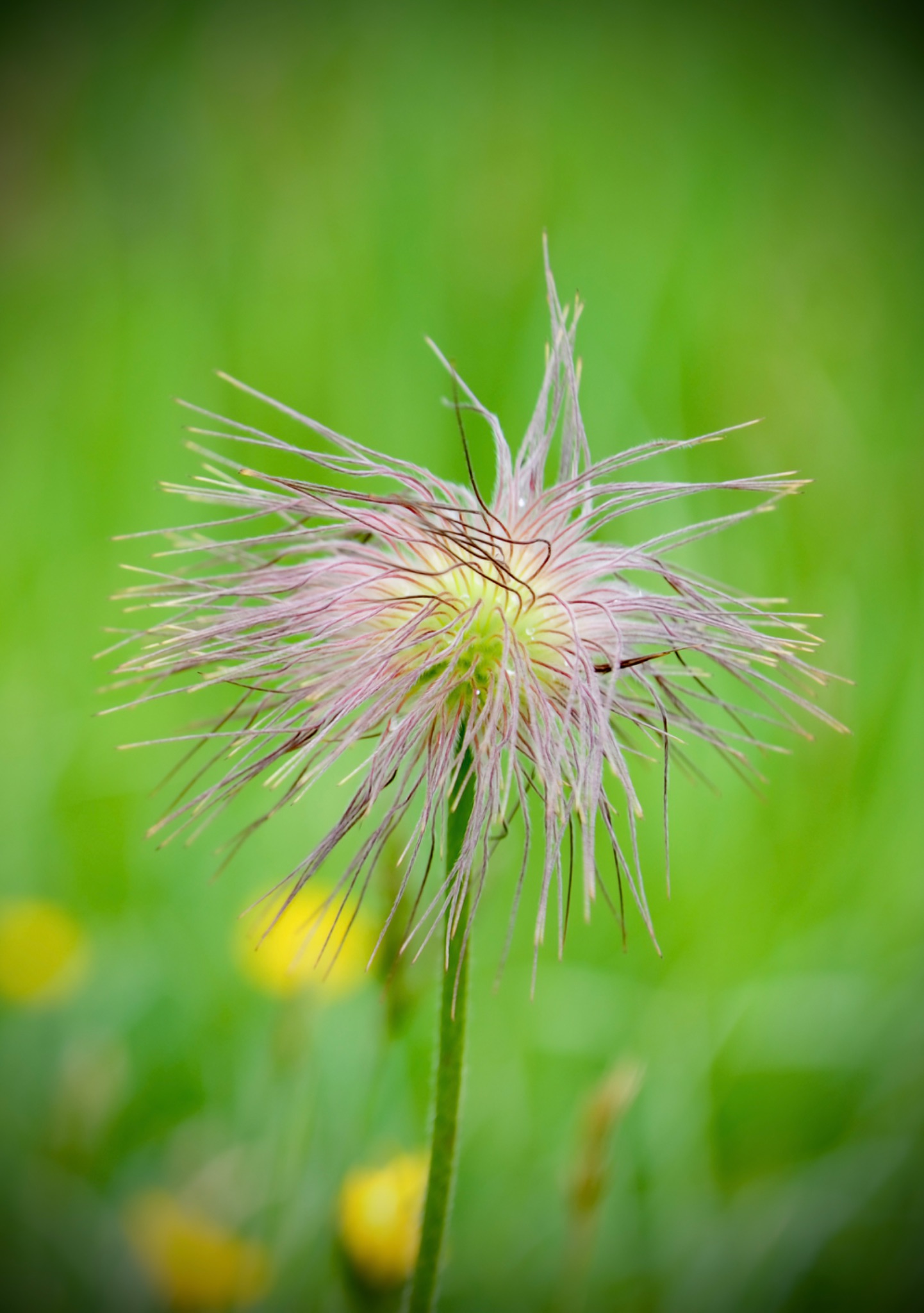Pulsatilla Vulgaris - Pasqueflower